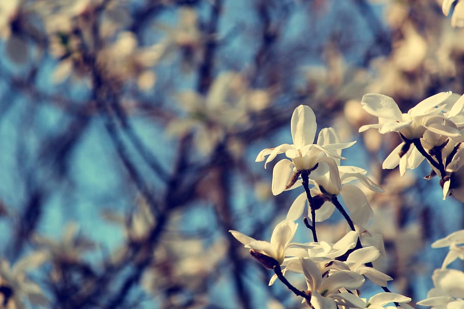 campus officials micro, spring, the scenery, plant, focus on foreground HD wallpaper