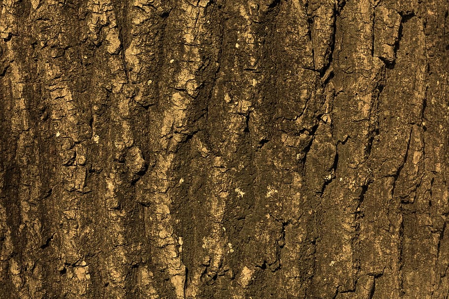 black surface, texture, tree, bark, background, structure, nature HD wallpaper