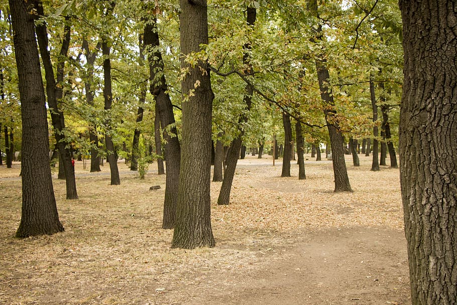 park, trees, forest, autumn, nature, country, mountains, bulgaria HD wallpaper