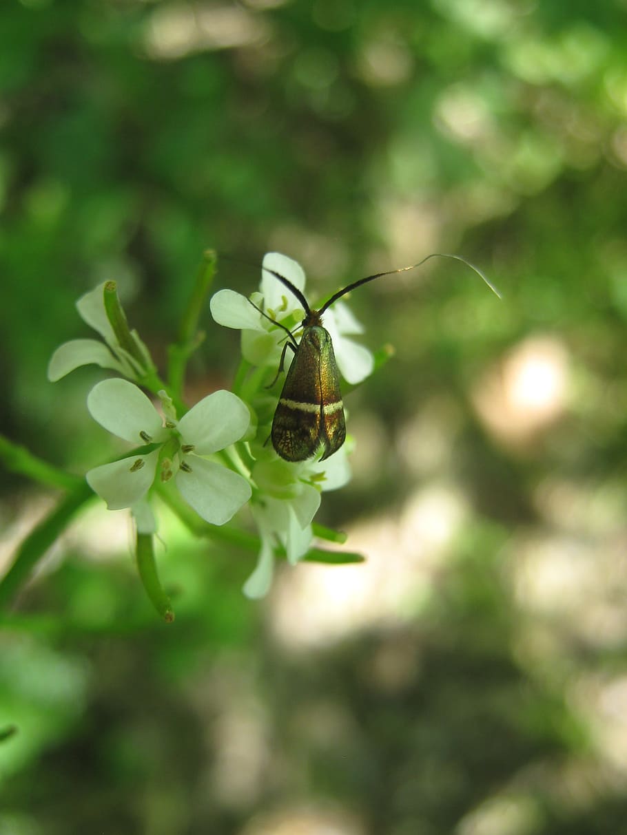 beetle, flower, insect, invertebrate, animals in the wild, animal wildlife HD wallpaper
