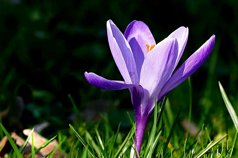 crocus, flower, violet, spring, nature, purple, plant, growth HD wallpaper
