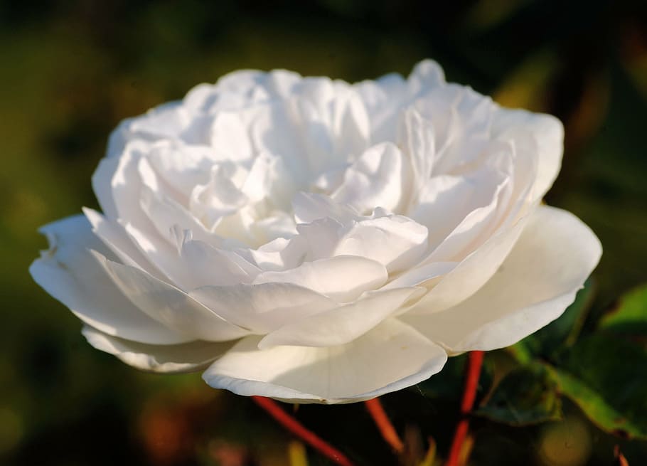 rose, white, blossom, bloom, nature, fragrant, plant, tender HD wallpaper