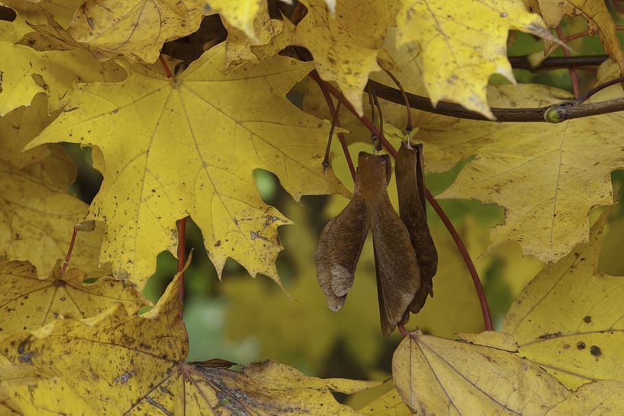 fall, leaves, maple, plant part, leaf, growth, nature, change HD wallpaper