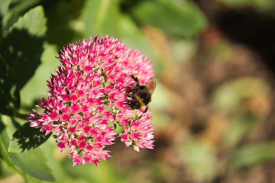 stonecrop, autumn joy, bee, sedum telephium, garden, branch, HD wallpaper