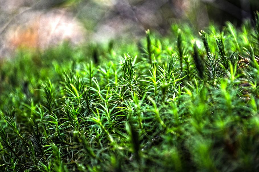 nature, forest, moss, green, green Color, plant, grass, growth HD wallpaper