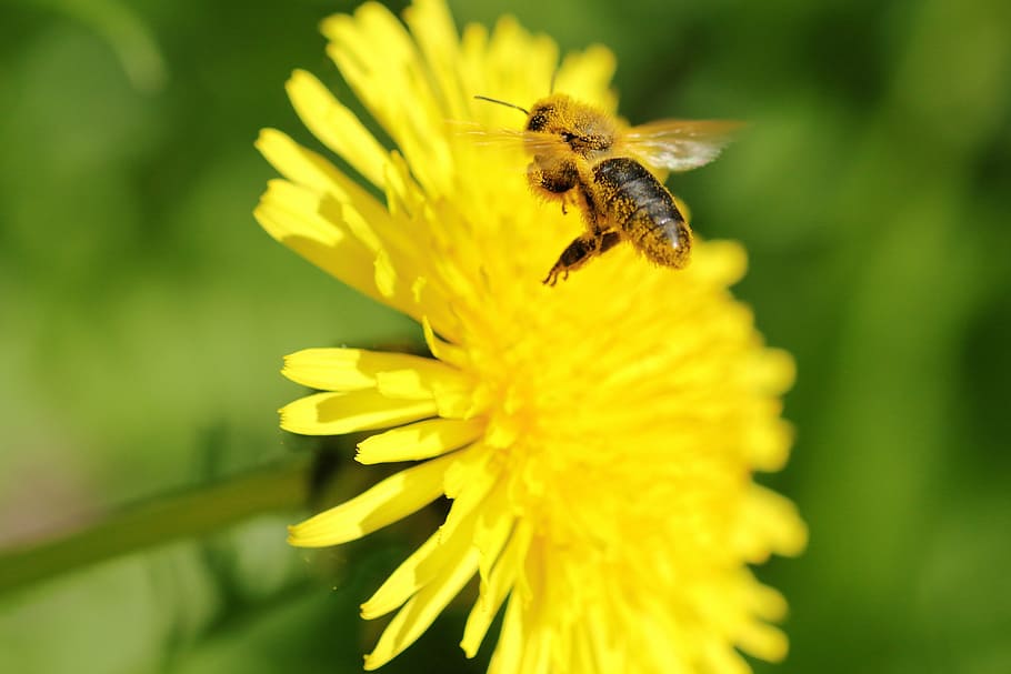 bee, flight, dandelion, flowers, pollen, forage, insects, garden HD wallpaper
