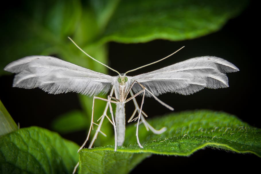 white insect on green leaf, motte, macro, moth, spring little figure HD wallpaper