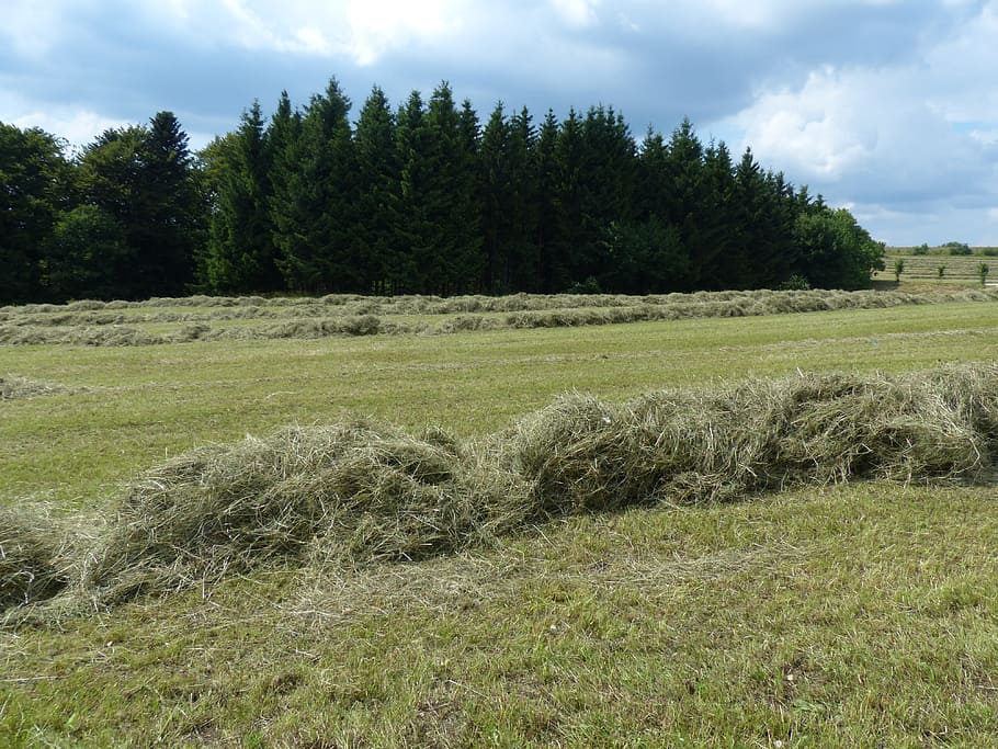 steam, grass rake, meadow, green, nature, swath, rows together meet HD wallpaper