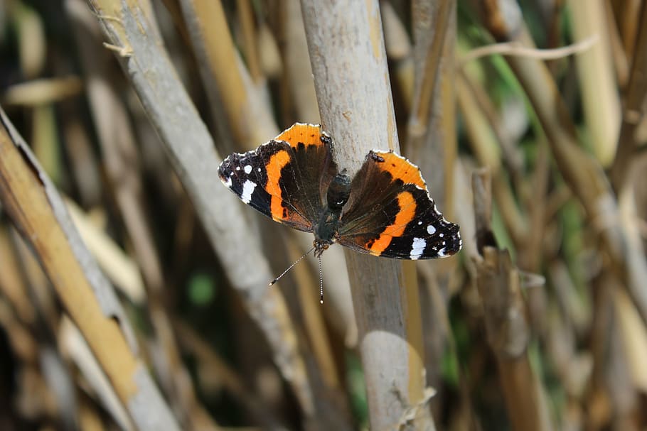 butterfly, nature, insect, butterfly - Insect, animal, animal Wing HD wallpaper