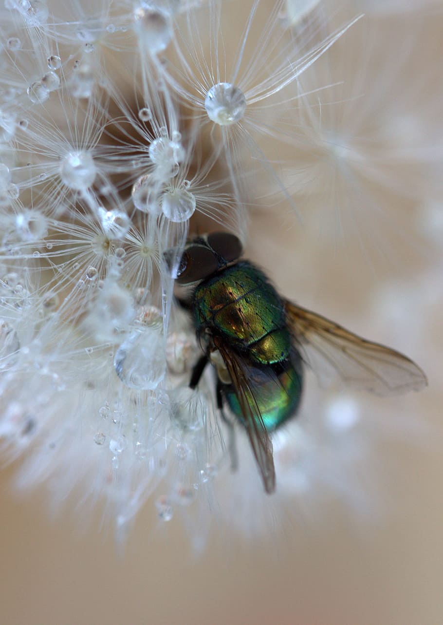 fly, dandelion, drops, macro, wet, water, insecta, one animal HD wallpaper