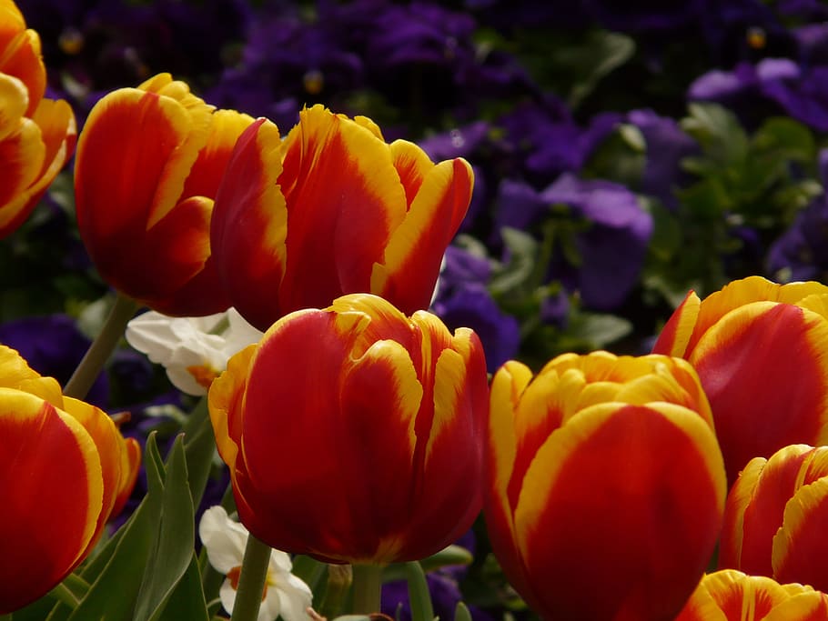 Tulips, Yellow, Flowers, red, park, beautiful, sweet, close HD wallpaper