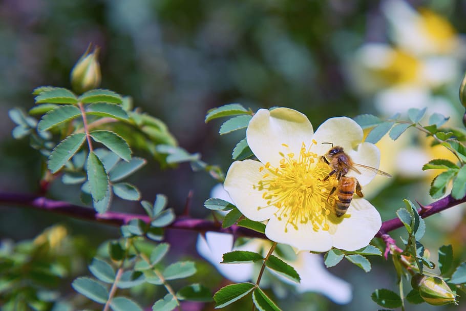 bee, pollination, pollen, insect, nature, flower, animal, nectar HD wallpaper