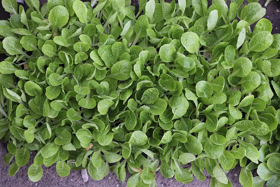 seedlings, lettuce, vegetables, green color, leaf, plant part HD wallpaper