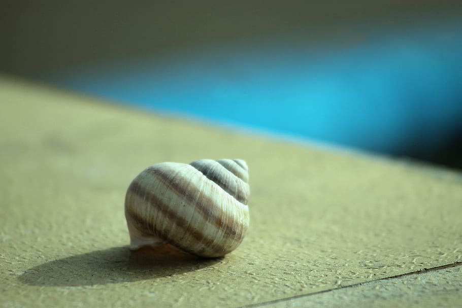 snail, empty shell, snail shell, striped, light, shadow, animal wildlife HD wallpaper