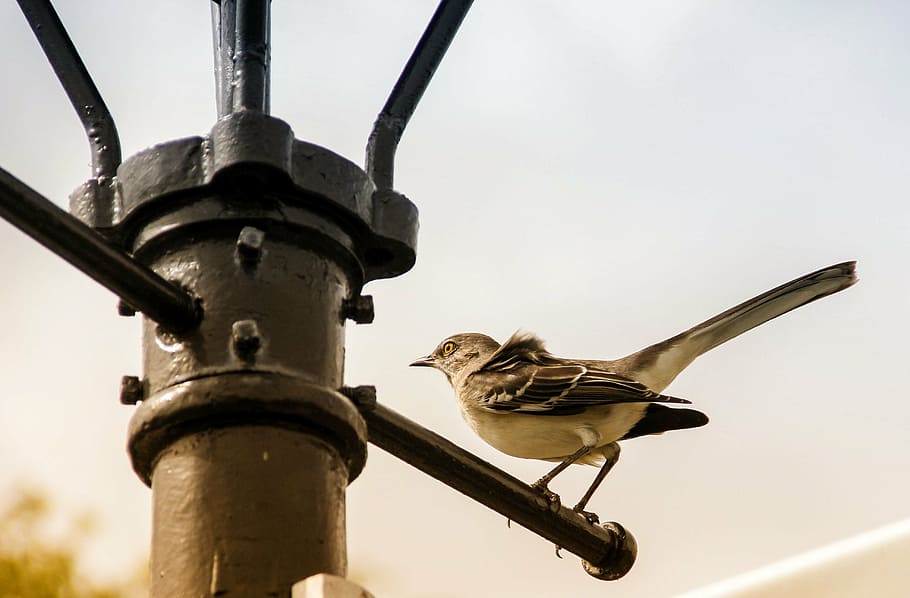 bird, perched, urban, lantern, lamp post, animal wildlife, animal themes HD wallpaper