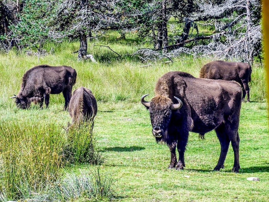 Bison, Force, Nature, Wild, taurau, forest, haute loire, ardèche HD wallpaper
