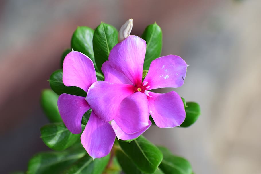 nature, flora, flower, leaf, garden, beautiful, closeup, floral HD wallpaper
