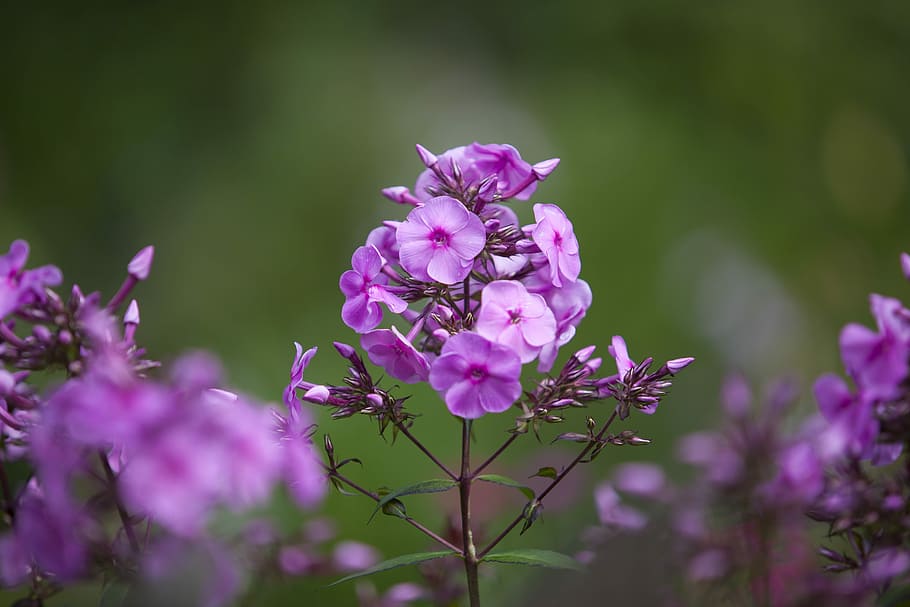 flowers, violet, stem, petals, flowering plant, vulnerability HD wallpaper