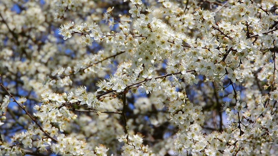 Prunus Spinosa, Blackthorn, spring flowers, white flowers, flowering shrub, HD wallpaper