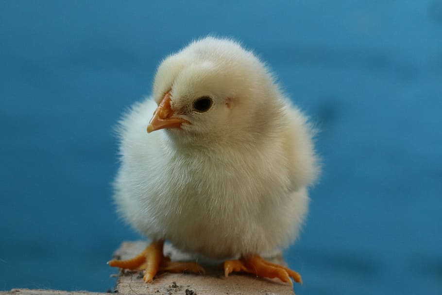 birds, poultry, easter, chicken, påskekylling, newly-hatched HD wallpaper