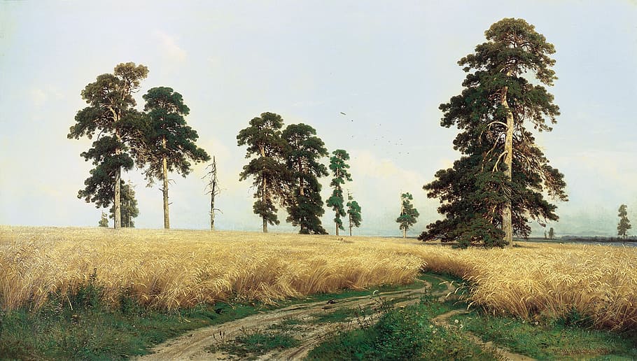 gray grass near tree under blue sky, grain, wheat, rye, rye field, HD wallpaper