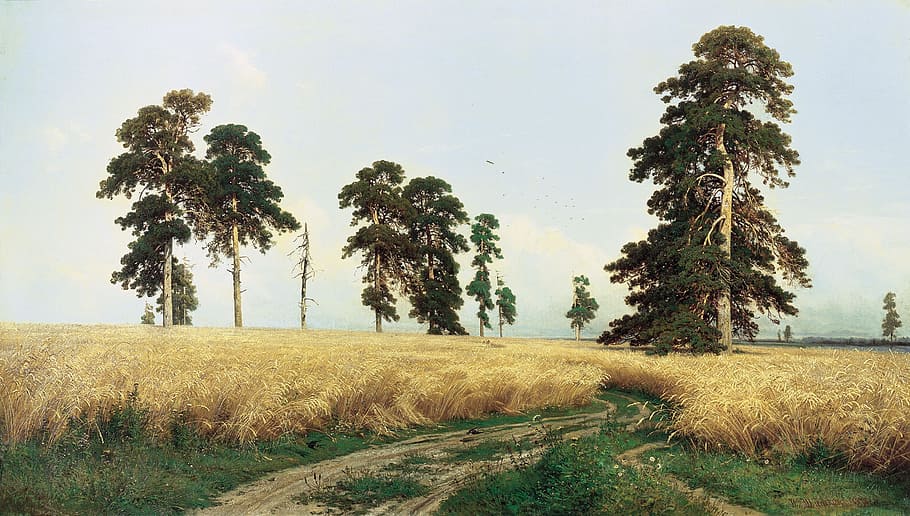 gray grass near tree under blue sky, grain, wheat, rye, rye field HD wallpaper