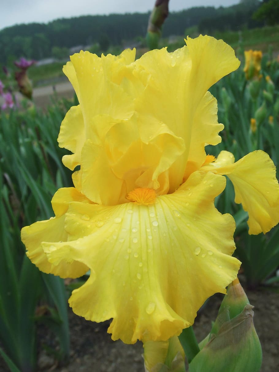 flowers, iris, german iris, flowering plant, vulnerability HD wallpaper