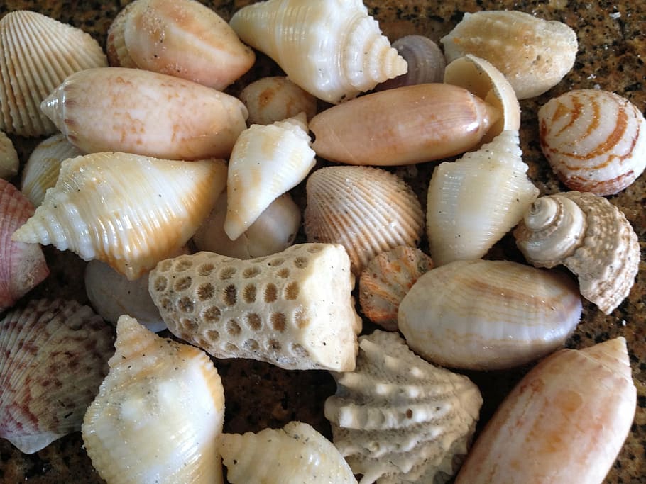 shell, sea shells, beach, florida, ocean, gulf coast, nature HD wallpaper