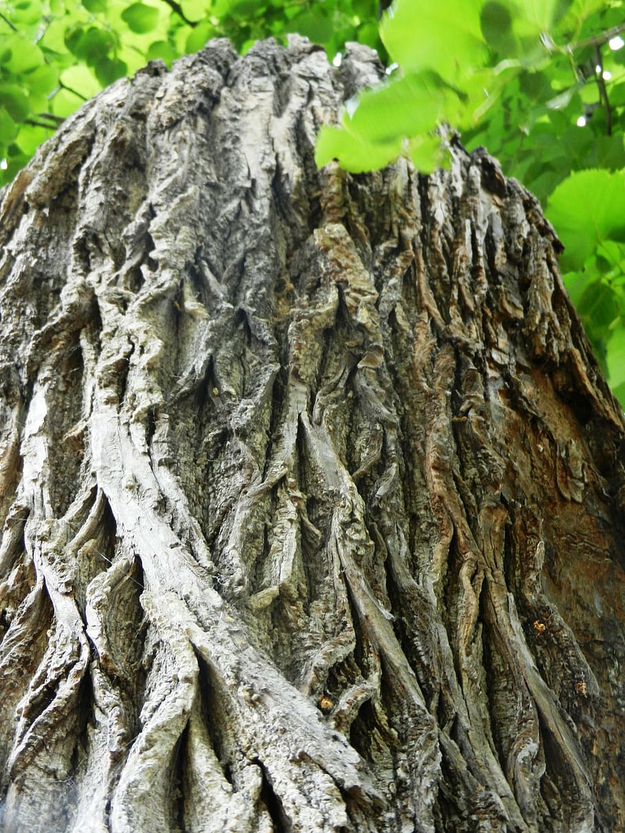tree, konar, texture, forest, trunk, nature, the bark, green HD wallpaper