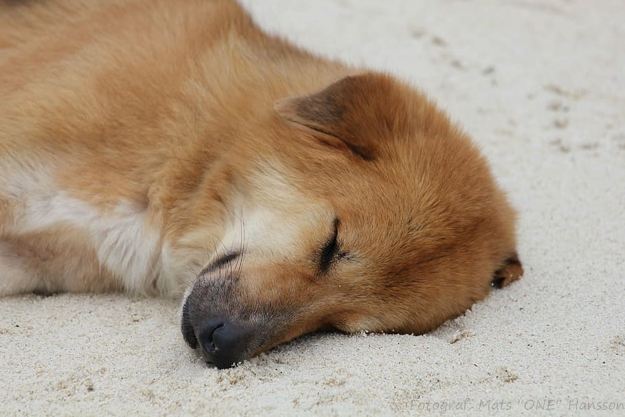 dog, beach, sleep, animals, one animal, sleeping, animal themes HD wallpaper