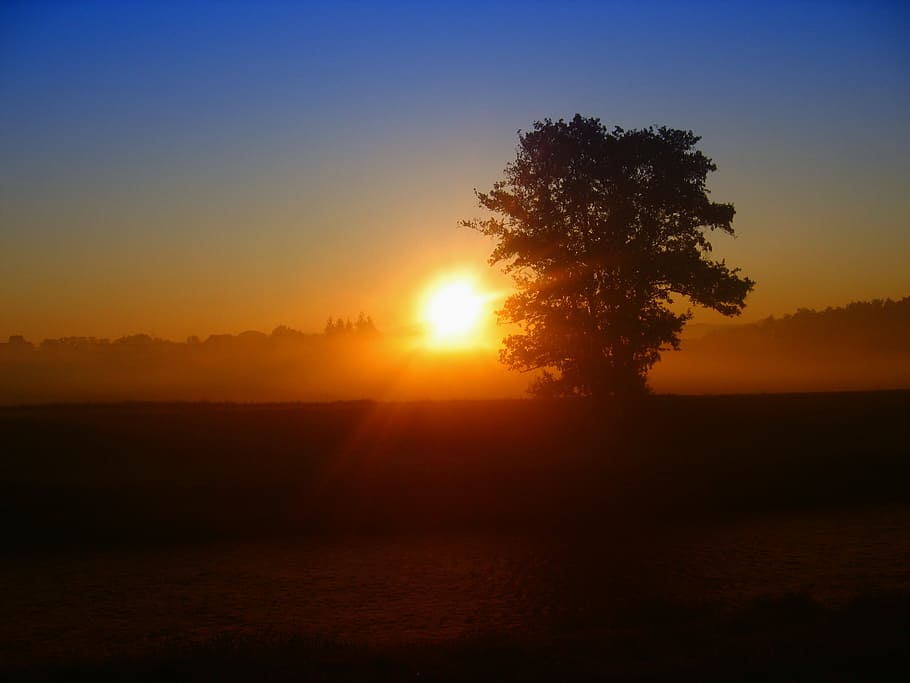 tree, sunset, beautiful, sky, clouds, orange, red, still, nature HD wallpaper