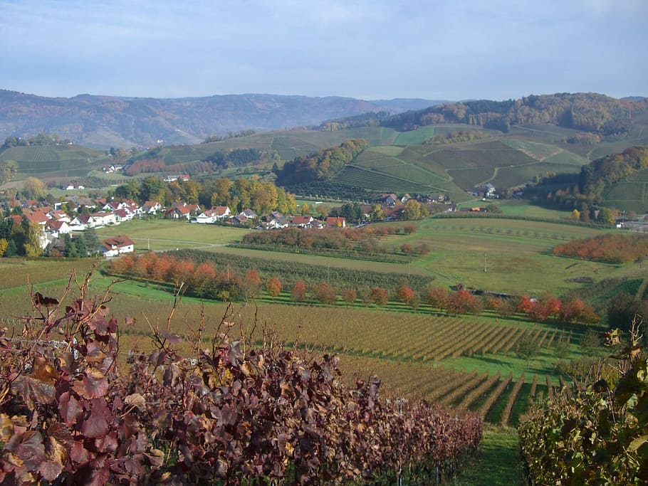 bottenau, vineyard, wine, vines, autumn, ortenau, oberkirch HD wallpaper