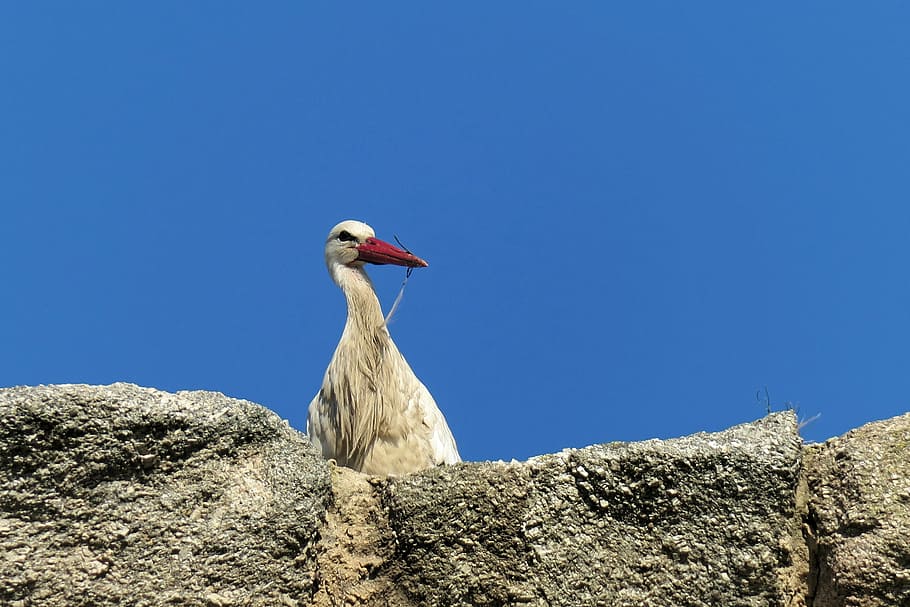 stork, bird, spain, feathers, nature, nest, bird's nest, fauna HD wallpaper
