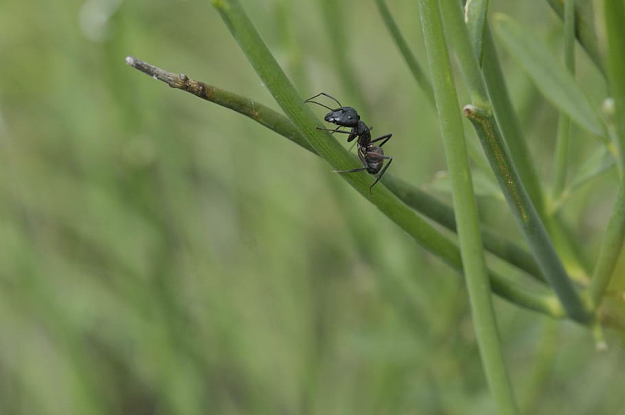 ant, macro, insect, grass, nature, animal, close-up, invertebrate HD wallpaper