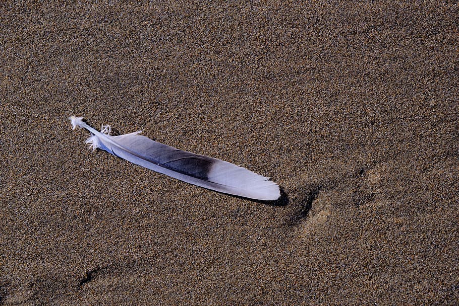 Feather, Sand, Beach, Bird, Gray, long, blue, tan, background HD wallpaper