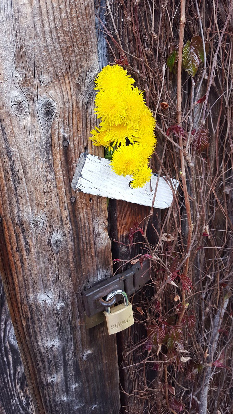 hut, closed, scale, wood, brown, dandelion, yellow, wood - material HD wallpaper