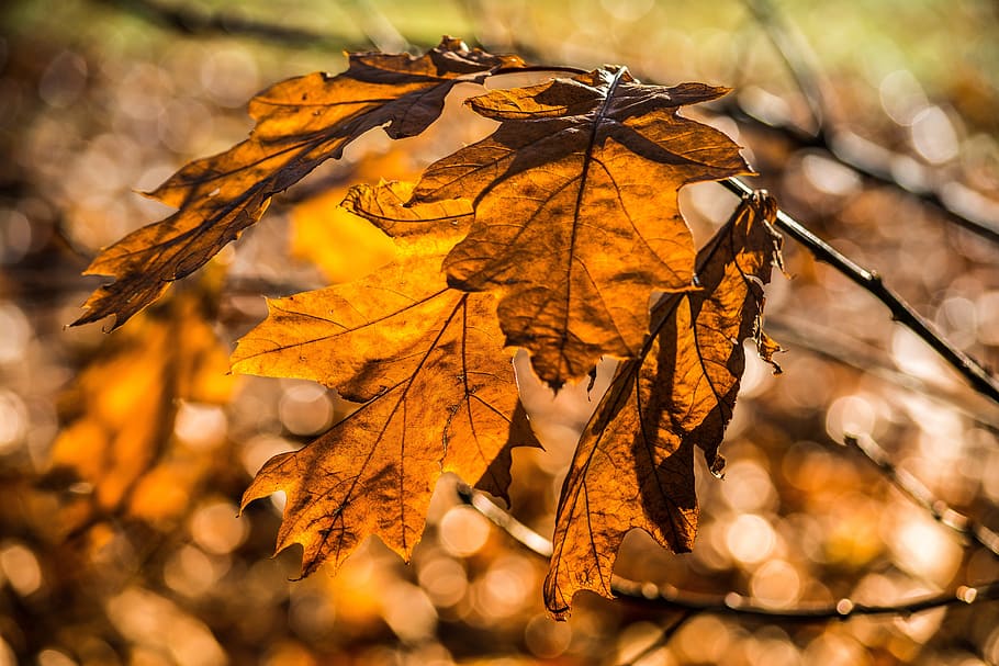 bokeh, light, sun light, fall, autumn, leaves, autumn leaves HD wallpaper