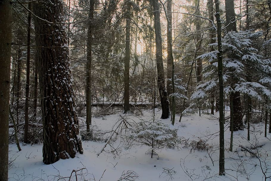 winter, snow, view, forest, tree, landscape, nature, white HD wallpaper