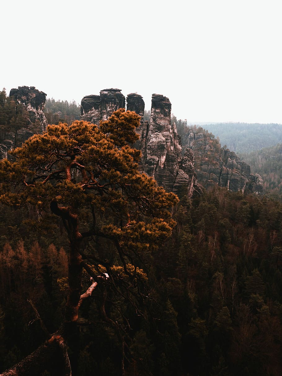 branch of tree covering mountain on top view photo, rock mountain with forest during daytime HD wallpaper