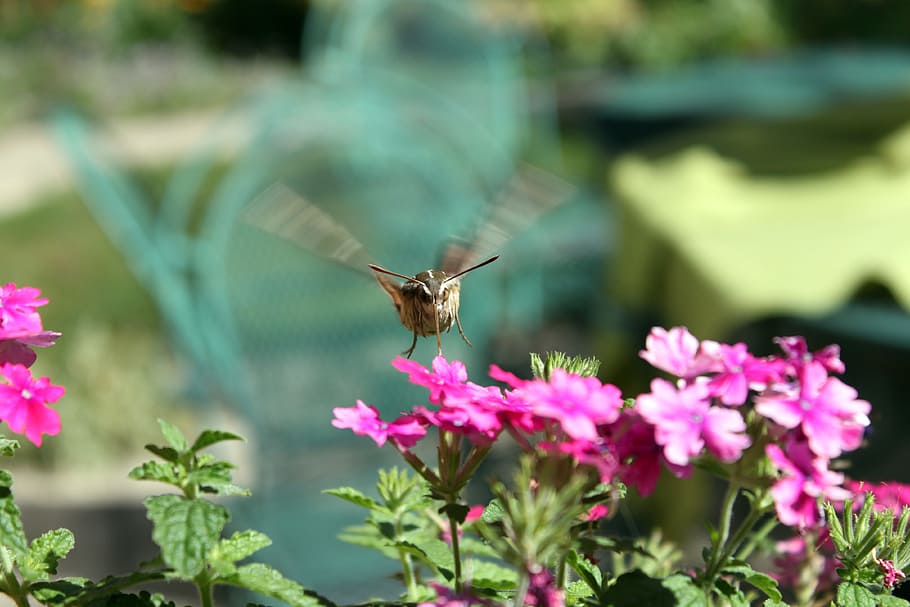 Hummingbird Moth, Hawk-Moth, insect, fly, nature, movement, HD wallpaper
