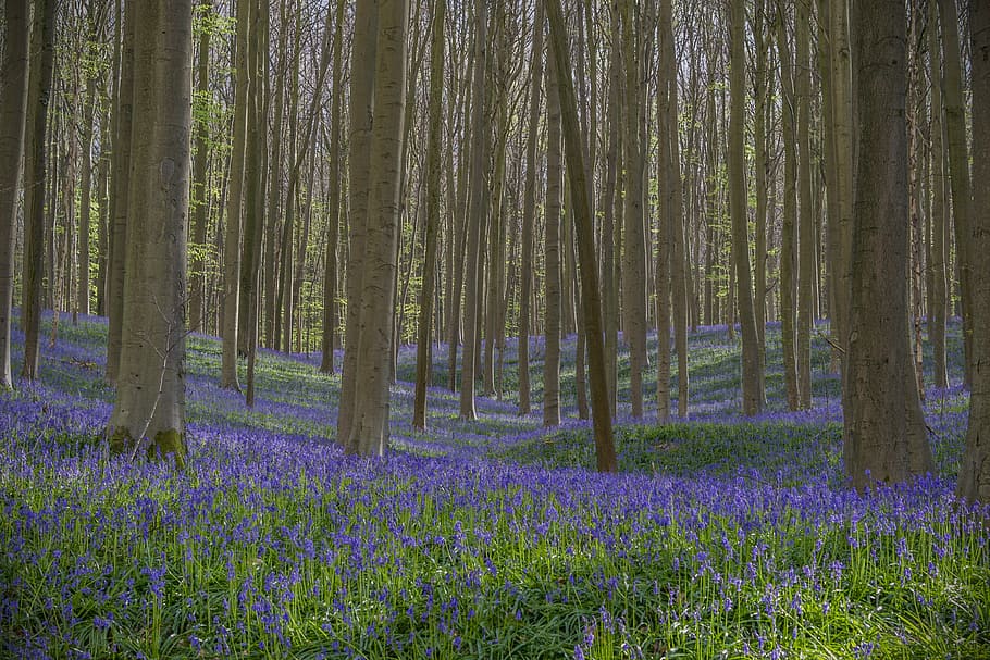 flowers, wild flower, forest, spring, wild hyacinth, trees HD wallpaper
