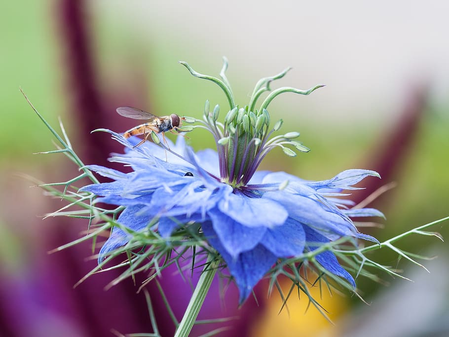 cornflower, hoverfly, macro, insect, bee, nature, pollination HD wallpaper