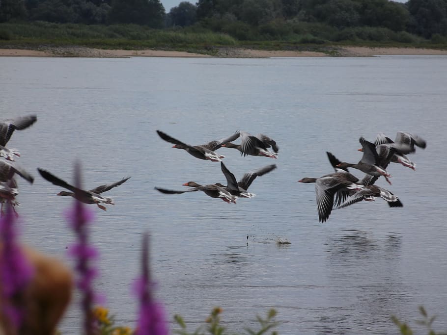 elbe, geese, nature, fly, birds, goose, ducks, water, lake HD wallpaper