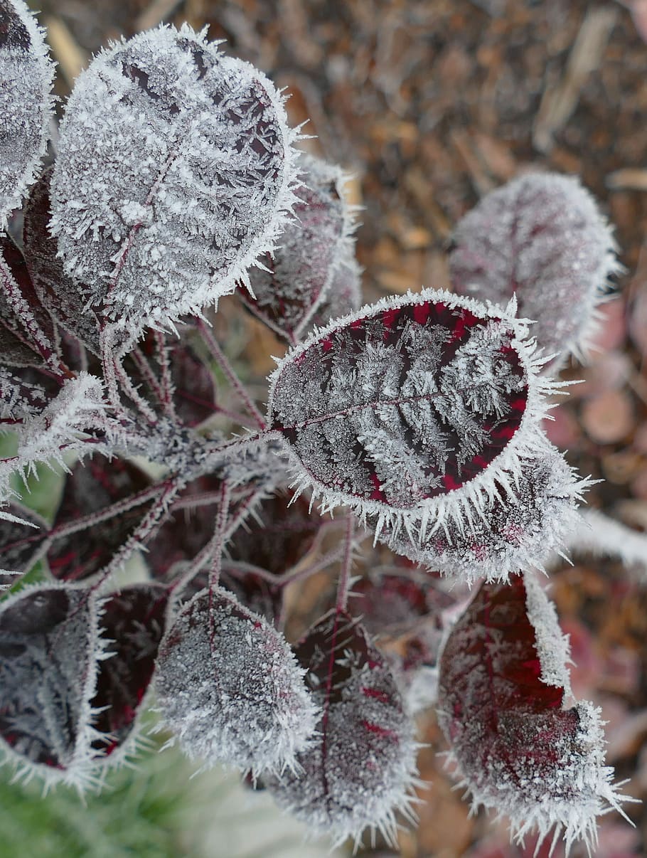 Winter, Cold, Ice, Wintry, Frost, hoarfrost, frozen, leaf, leaves HD wallpaper