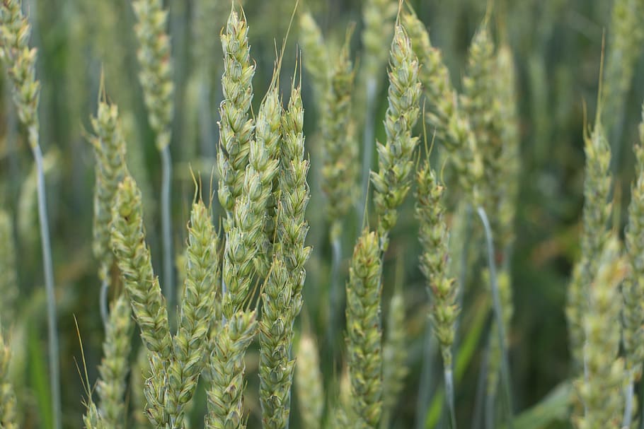 field, rye, wheat, summer, farm, ripe, harvest, background HD wallpaper