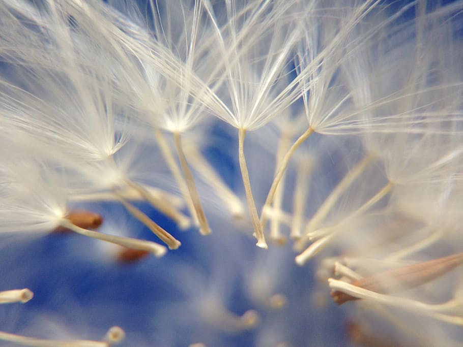 white flowers macro shot, dandelion, light, nature, seed, plant HD wallpaper