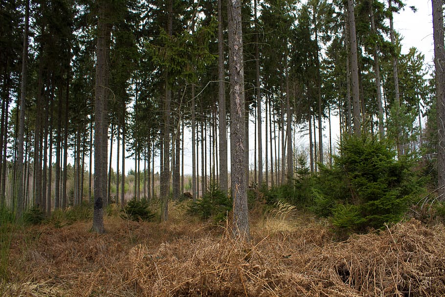 Forest, Hunter, Hut, forests, hunting, hunter was, delight HD wallpaper