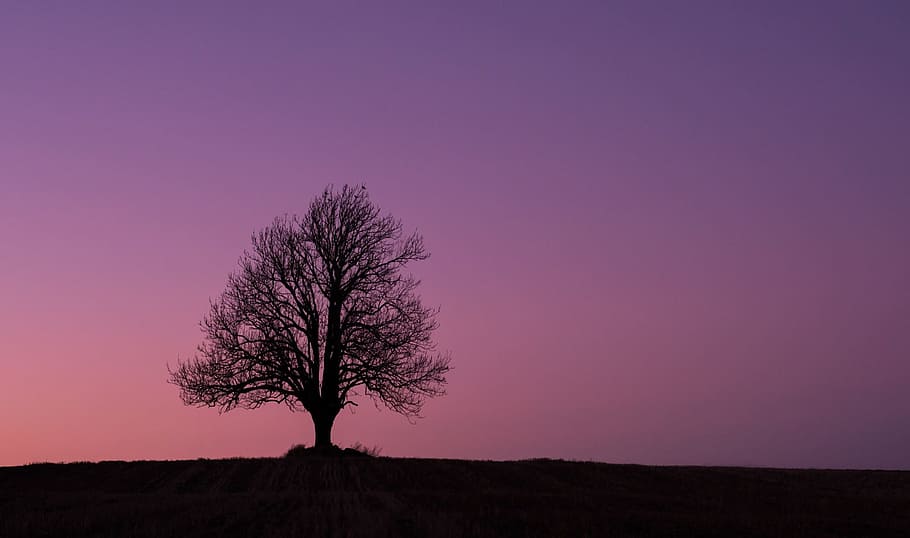 Sunset, Alone, Purple, Pink, three, night, tree, pink color HD wallpaper