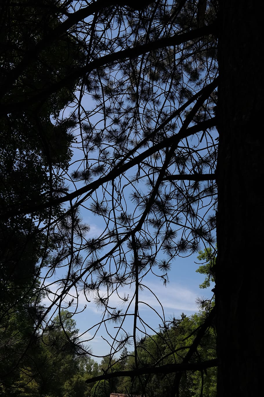 Black Pine, Pine, Tree, Conifer, Needles, pinus nigra, two needles HD wallpaper