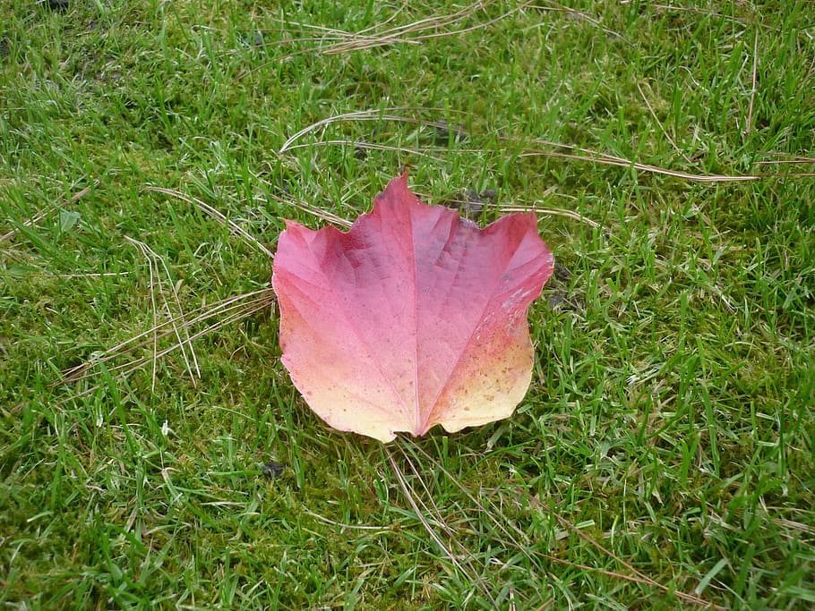 sheet, ticket, grass, autumn leaf, plant, plant part, field HD wallpaper